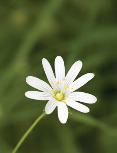 Pet Corner: Herbs for Pets